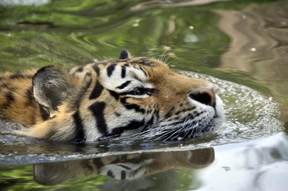 Kühles Nass macht auch Tigern Spass