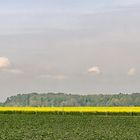 KÜHLTÜRME AM HORIZONT, WEIT HINTER DEM RAPS