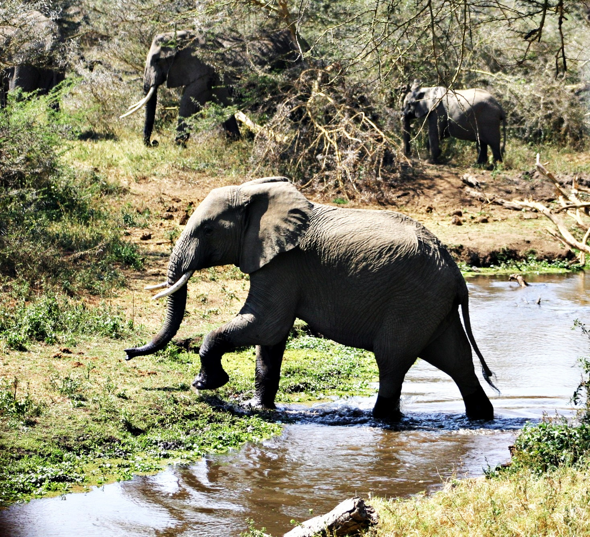 Kühlung im Bachlauf Kenia 2005