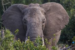 Kühlungssystem Ohren