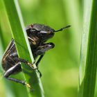 KÜHNE KLETTERPARTIE