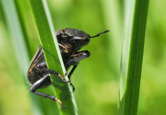 KÜHNE KLETTERPARTIE