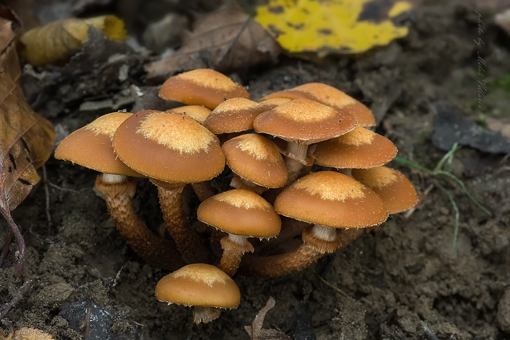 Kuehneromyces mutabilis