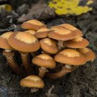 Kuehneromyces mutabilis