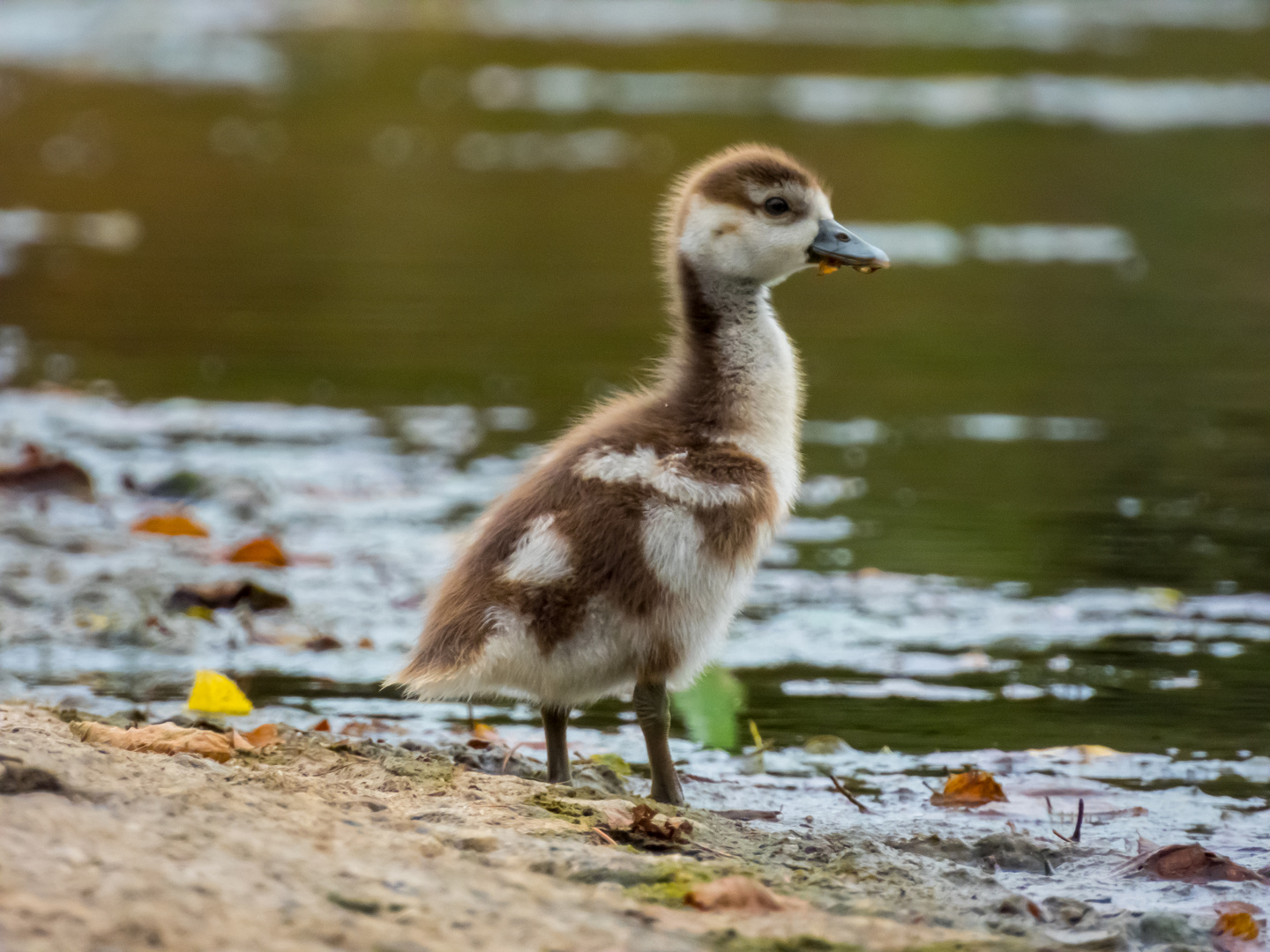 Küken Foto & Bild natur, nilgans, tiere Bilder auf