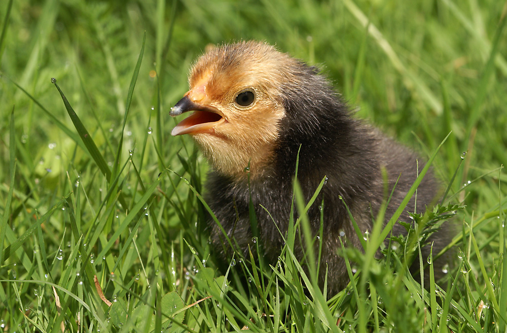 Küken Foto & Bild tiere, haustiere, nutztiere Bilder auf