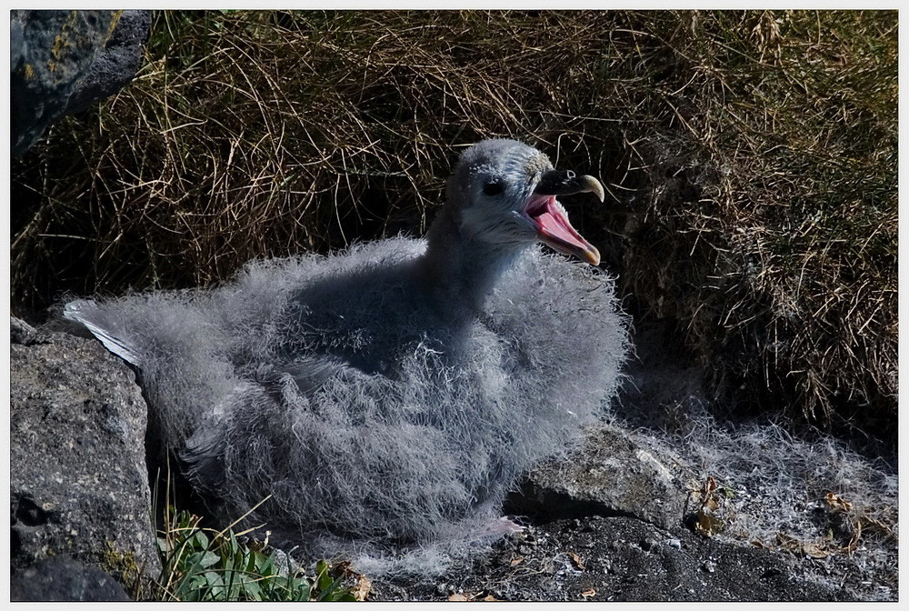 Küken allein im Nest