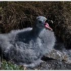 Küken allein im Nest