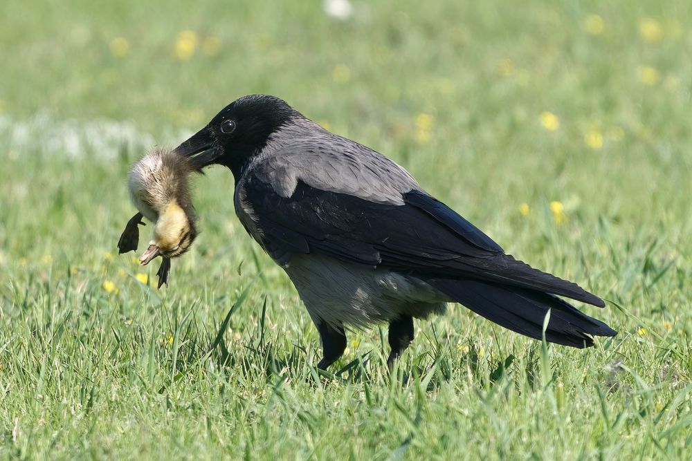 Küken als Beute