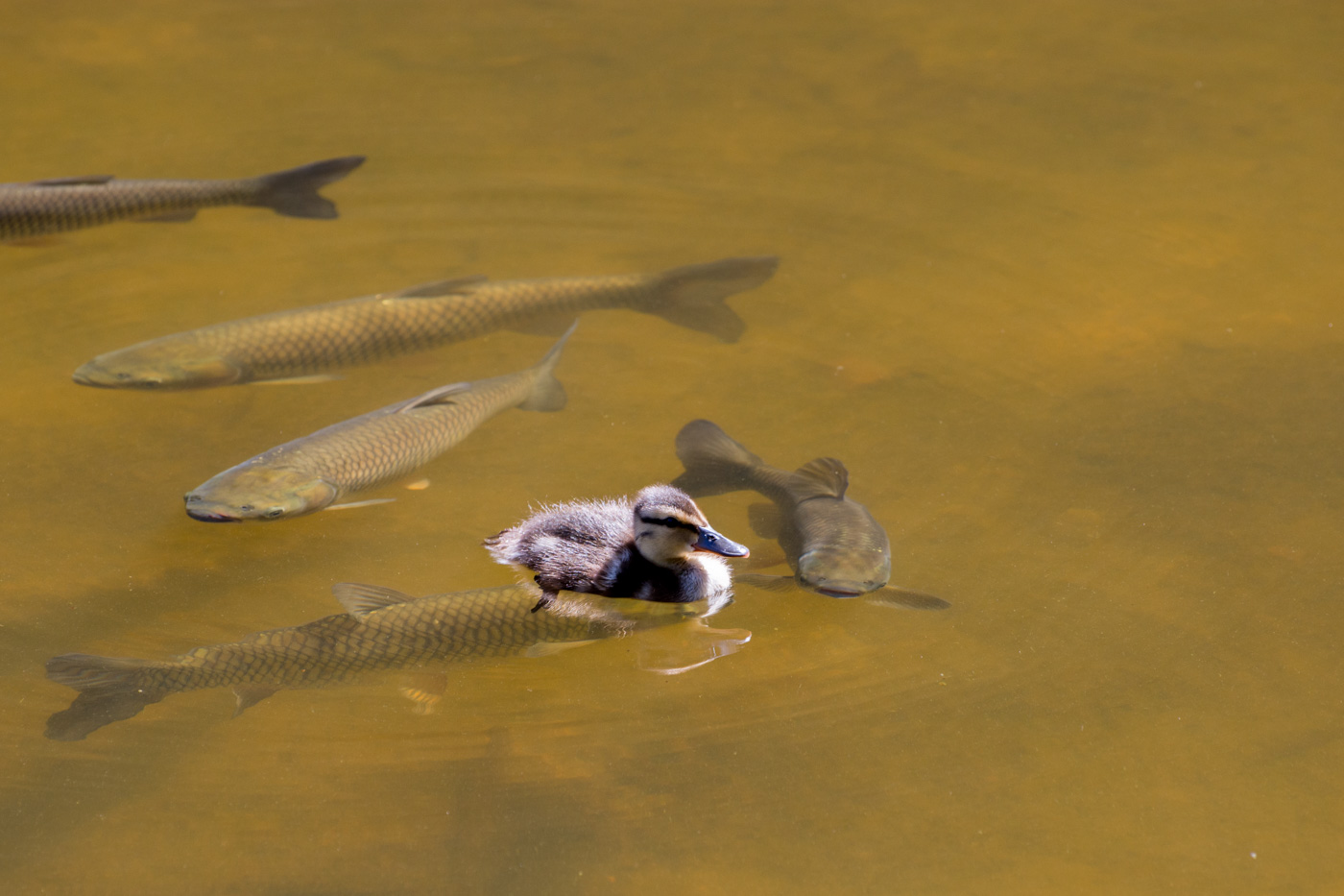 Küken auf Fisch