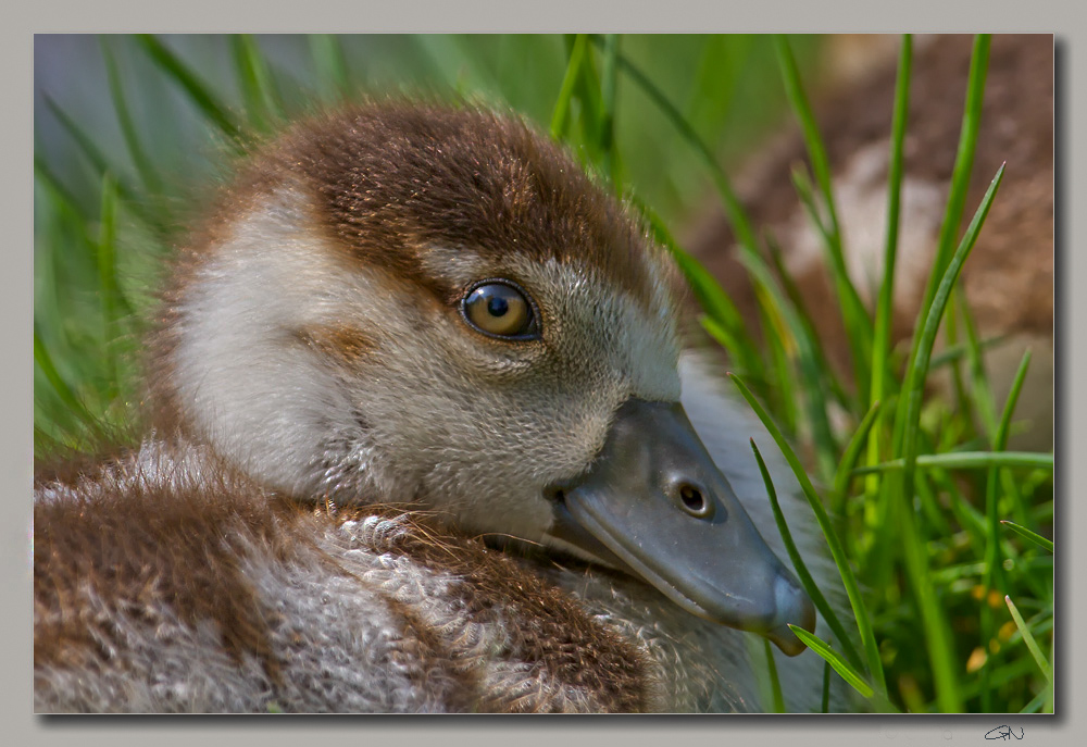 Küken der Nilgans