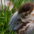 Küken der Nilgans - Poussins d'oie de Nil