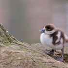 Küken einer Nilgans