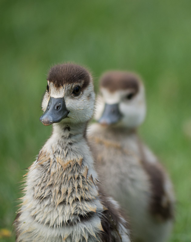 Küken eines Nilgans-Pärchens