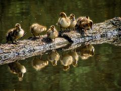 Küken Familie