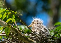 Küken im Nest