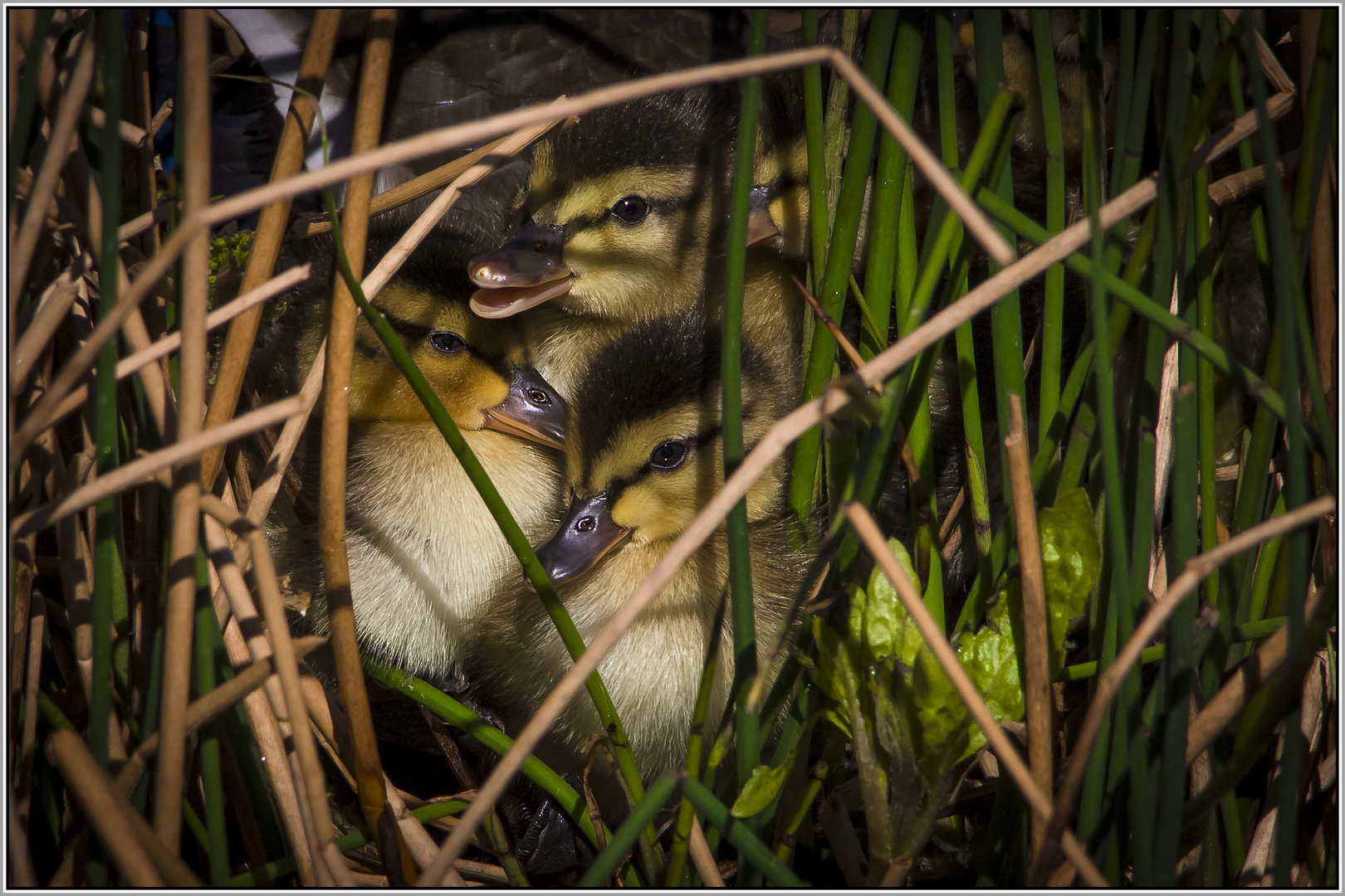 Küken im Nest