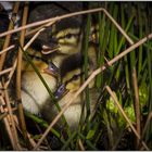 Küken im Nest