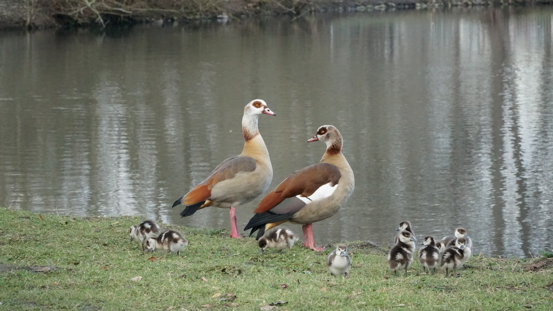 Küken Nilgänse