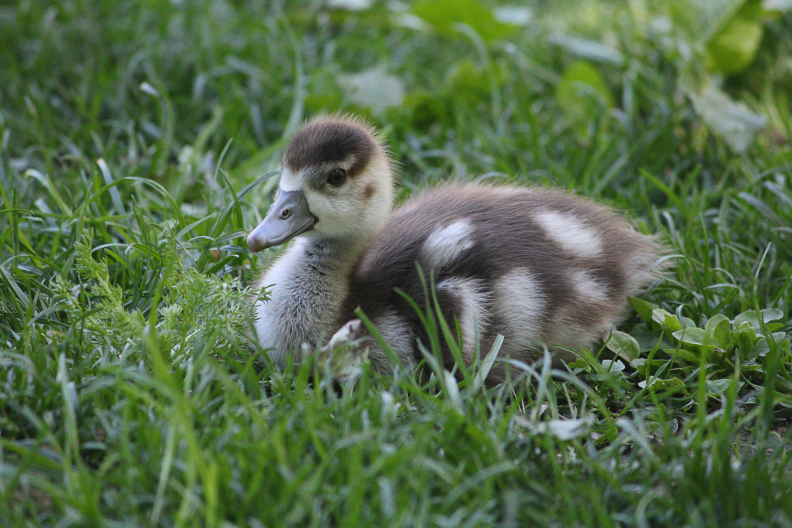 Küken (Nilgans)