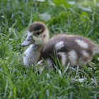 Küken (Nilgans)