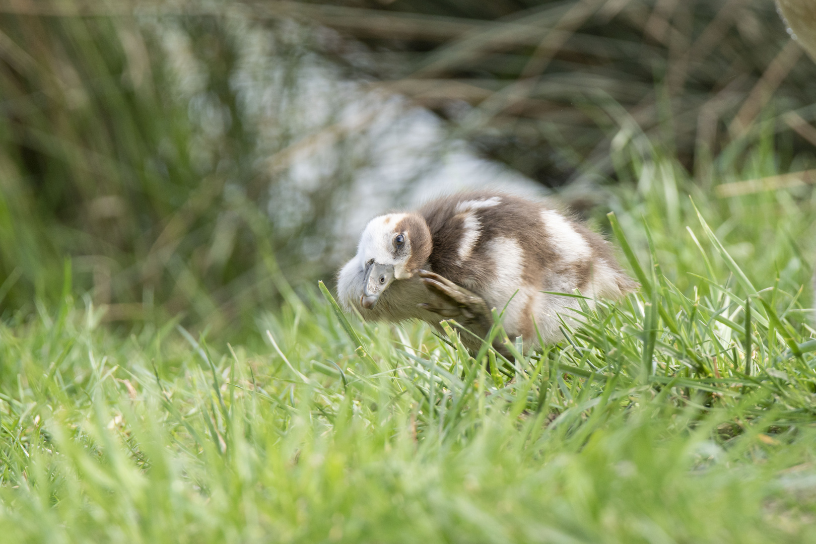 Küken ( Nilgans )