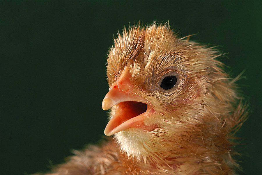 Küken vom Bielefelder Kennhuhn