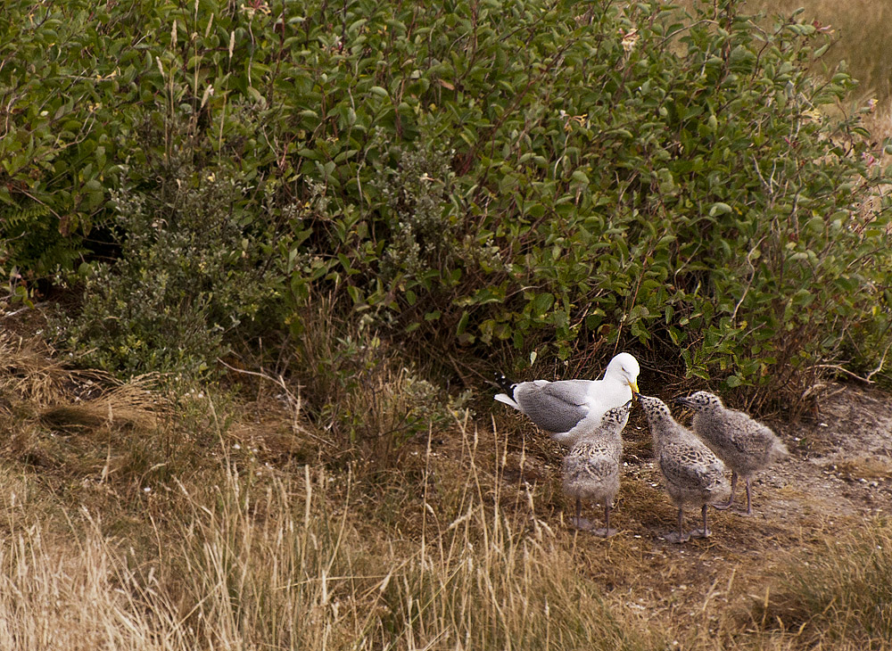 Kükengarten auf Langeoog