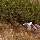 Kükengarten auf Langeoog