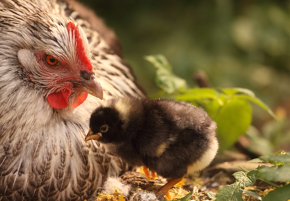 Küki und seine Mama