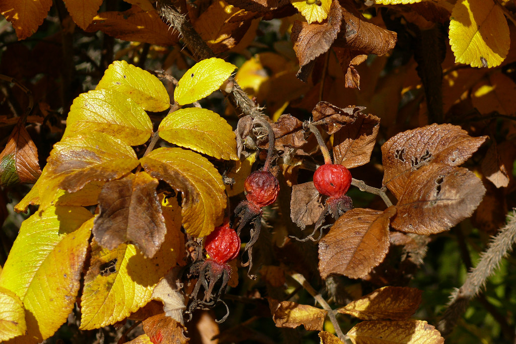 Künstler Herbst