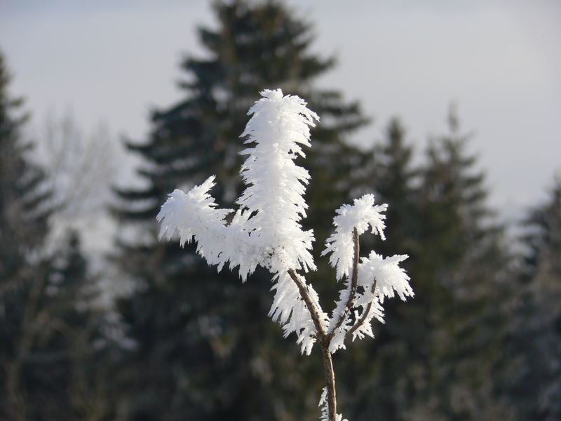 Künstler namens Natur