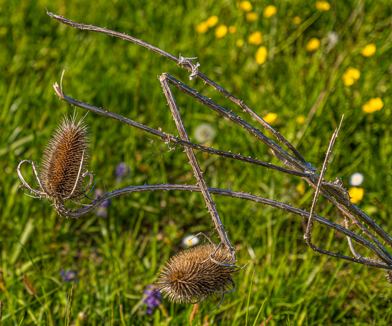 Künstler Natur