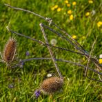 Künstler Natur