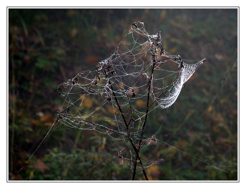 "Künstler" Natur