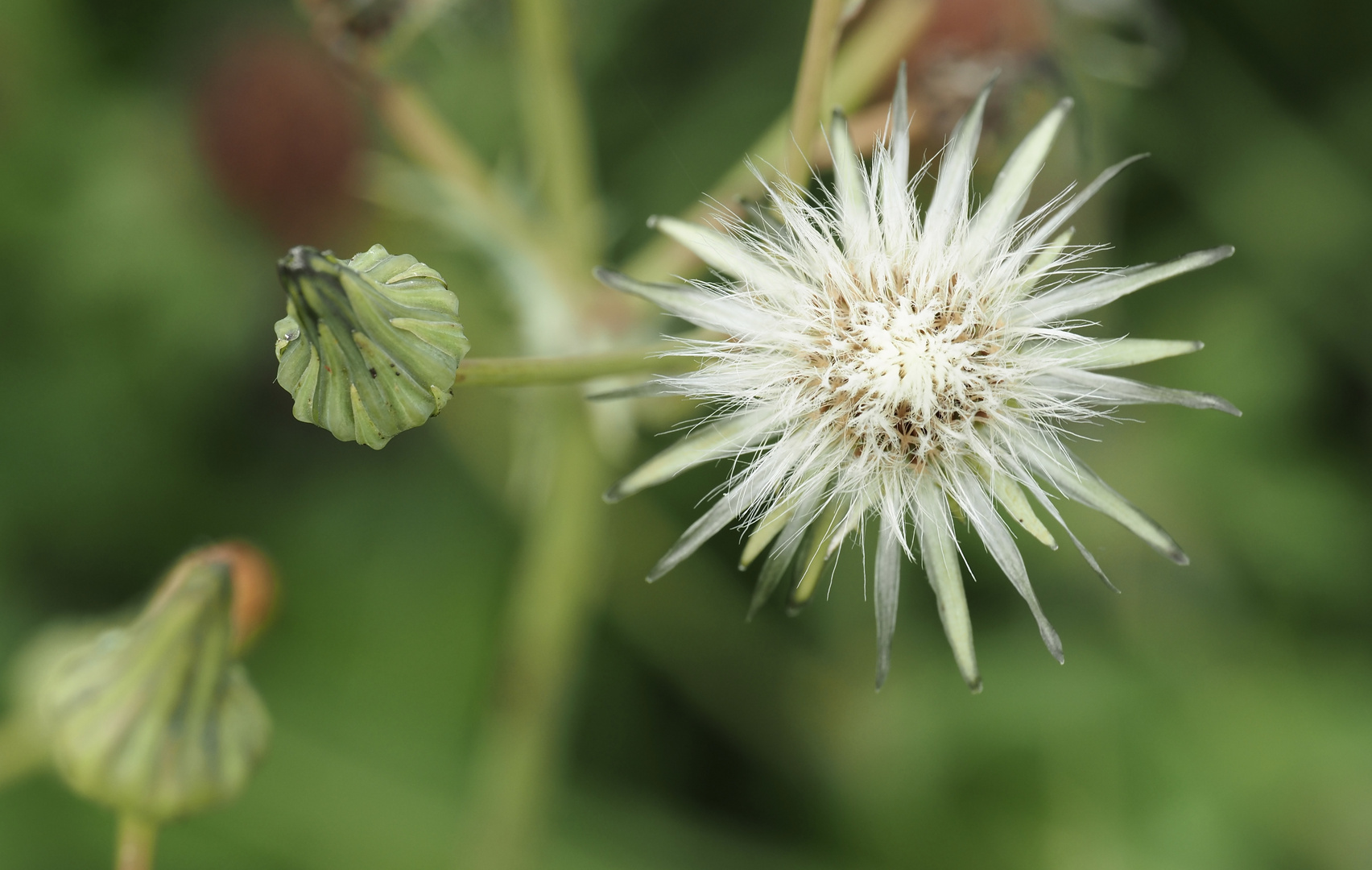 ~  Künstler Natur  ~