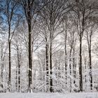 ***Künstler Natur***