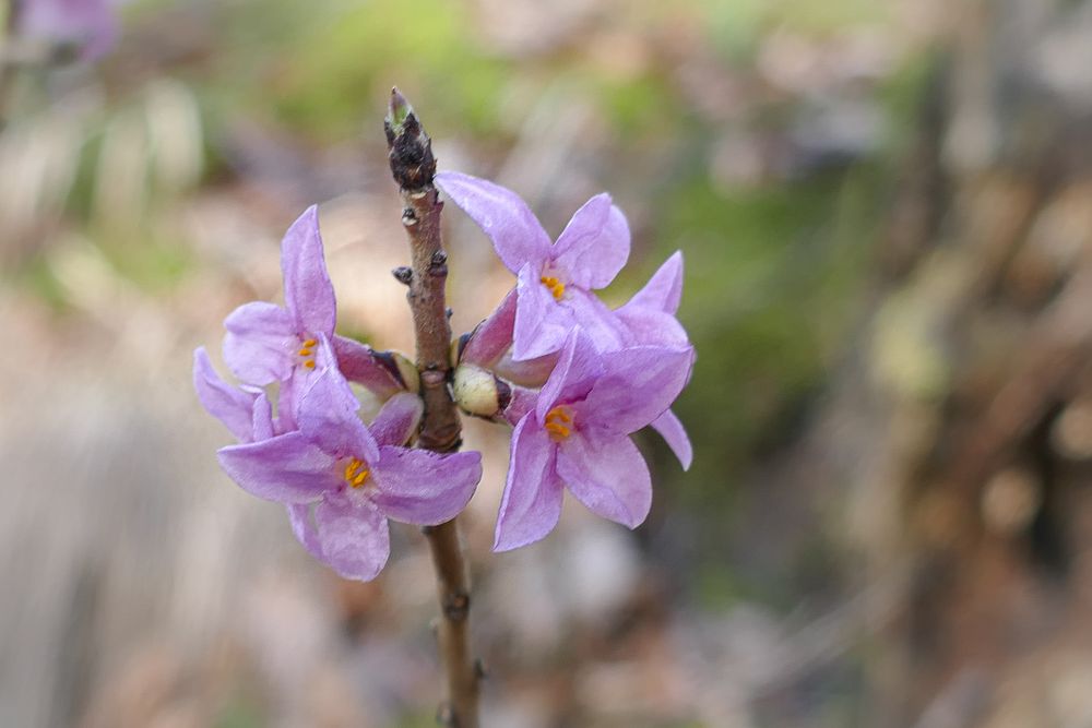 Künstler Natur