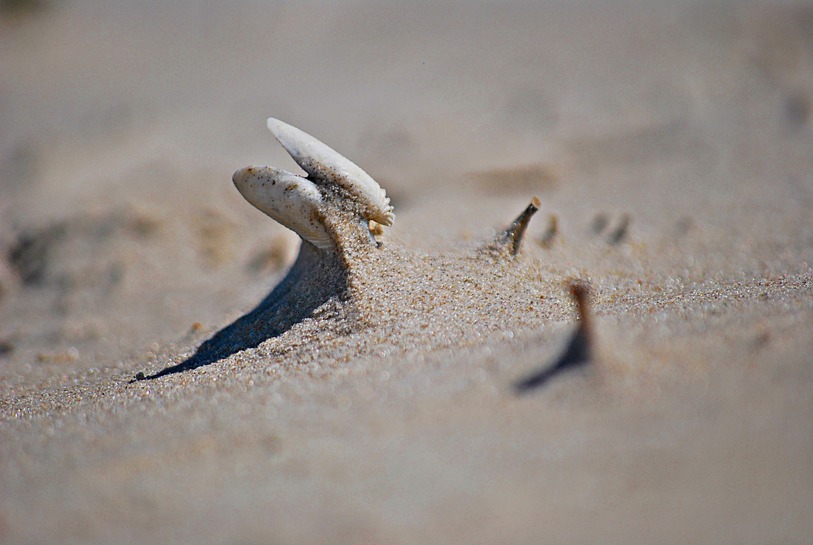 Künstler Nordseewind... 10