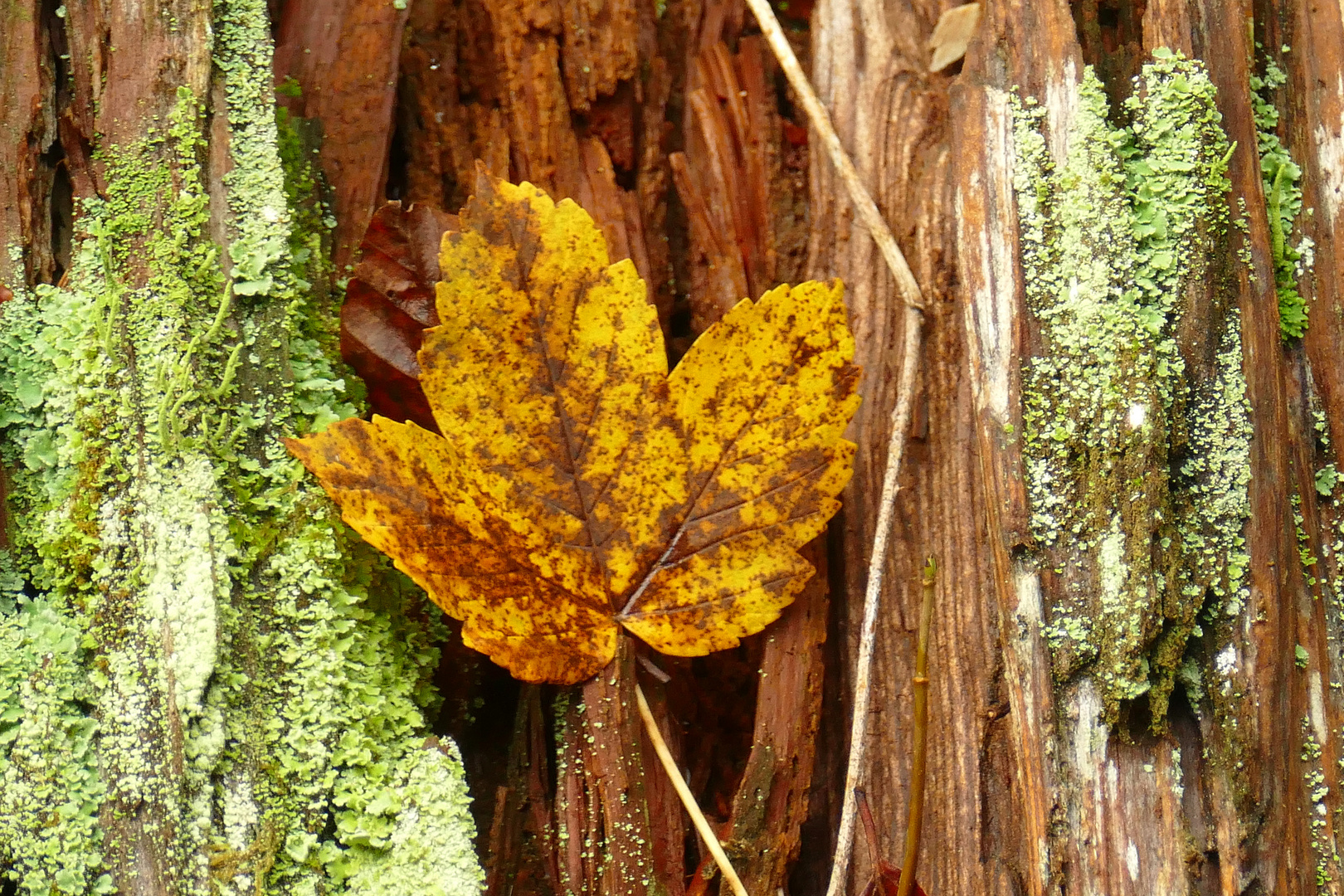 °°°° Künstlerin Natur °°°°