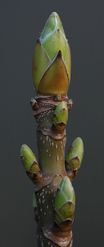 Künstlerin Natur