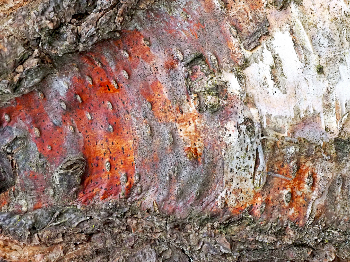 Künstlerin Natur hat einen Birkenstamm angemalt ...