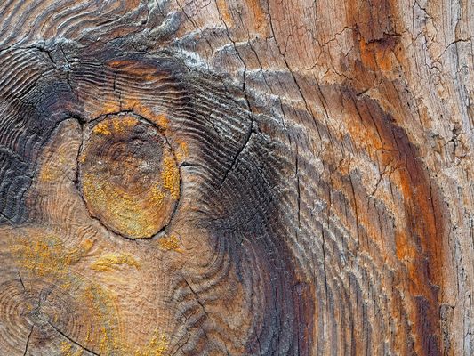 Künstlerin Natur hat für uns ein Stück Holz geschmückt... - L'art de mère Nature...