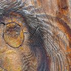 Künstlerin Natur hat für uns ein Stück Holz geschmückt... - L'art de mère Nature...