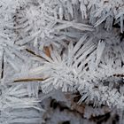 Künstlerin Natur hat immer etwas zum Staunen bereit! - Fleurs de glace...