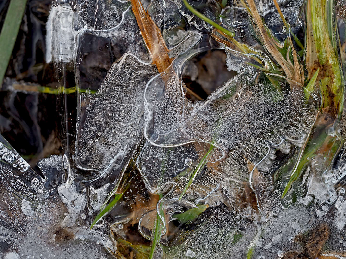 Künstlerin Natur hat unsere Wiese besucht! - Oeuvres artistiques sur le pré gelé...