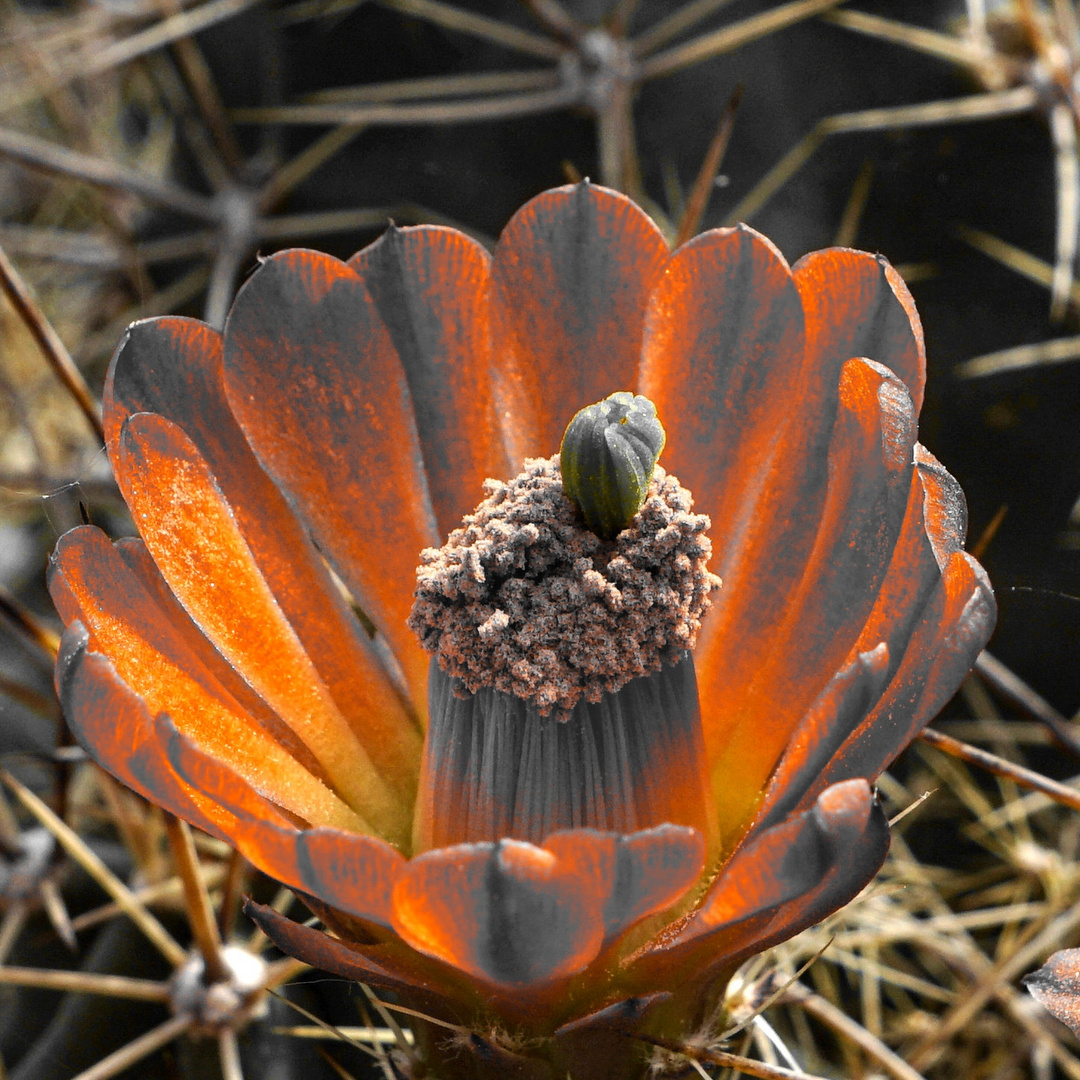 Künstlerische Kaktusblüte 