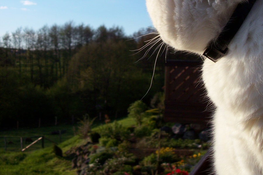 künstlerkatze beim farben aussuchen