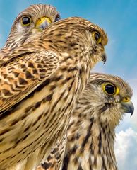 KÜNSTLICH BEHIMMELT