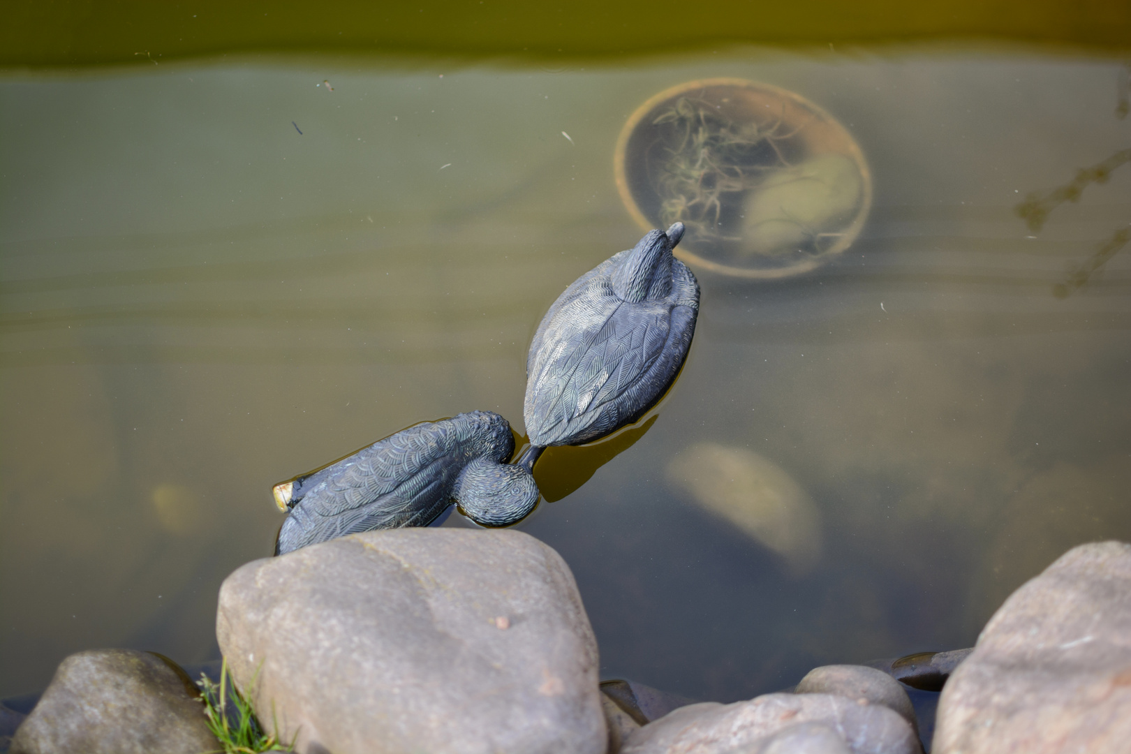 "Künstliche Enten (fake ducks)"